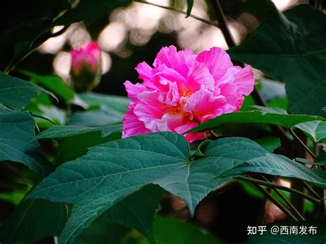 芙蓉樹風水|芙蓉種植風水：農曆何日最吉祥？